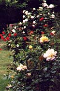 rosor i Gladsax